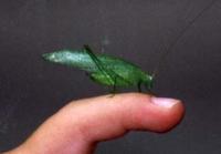 Image of: Microcentrum rhombifolium (broadwinged katydid)