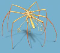 Image of: Colossendeis megalonyx