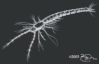 Image of: Derocheilocaris typicus