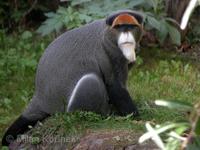 Cercopithecus neglectus - De Brazza's Monkey