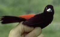 Image of: Ramphocelus passerinii (scarlet-rumped tanager)
