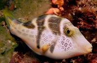 Image of: Paraluteres prionurus (hooked filefish)