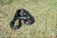 Image of: Drymarchon corais (indigo snake)