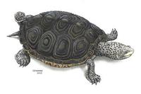 Image of: Malaclemys terrapin (diamondback terrapin)