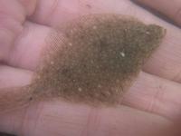 Limanda limanda - Common Dab