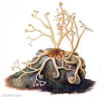 Image of: Gorgonocephalus arcticus