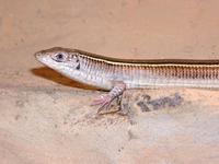 Gerrhosaurus flavigularis - Yellow-throated Plated Lizard