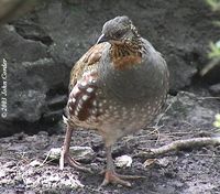 Hill Partridge - Arborophila torqueola