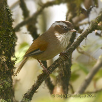 White-browed Fulvetta - Alcippe vinipectus