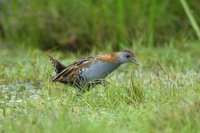 Baillon's Crake