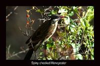 Spiny cheeked Honeyeater