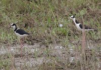 White-backed Stilt - Himantopus melanurus