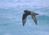 White-chinned Petrel (Procellaria aequinoctialis) photo