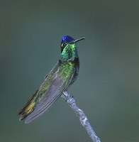 Magnificent Hummingbird (Eugenes fulgens) photo