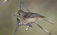 Hutton's Vireo (Vireo huttoni) photo