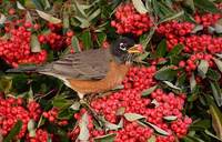 American Robin (Turdus migratorius) photo