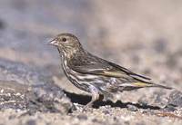 Pine Siskin (Carduelis pinus) photo