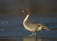 Northern Pintail (Anas acuta) photo