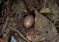 Little Tinamou (Crypturellus soui) photo