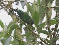 Maroon-tailed Parakeet (Pyrrhura melanura) photo