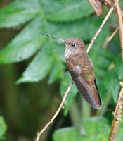 Bronzy Inca (Coeligena coeligena) photo