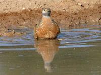 Burchell's Sandgrouse - Pterocles burchelli