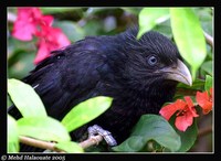 Greater Black Coucal - Centropus menbeki