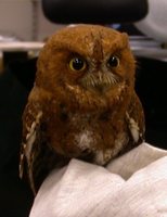 Oriental Scops-Owl - Otus sunia
