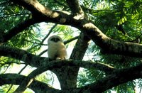 Spectacled Owl - Pulsatrix perspicillata