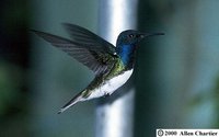 White-necked Jacobin - Florisuga mellivora