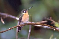 Purple-throated Mountain-gem - Lampornis calolaema