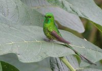 Green-tailed Trainbearer - Lesbia nuna