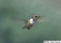 Scintillant Hummingbird - Selasphorus scintilla