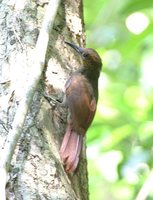 Northern Barred-Woodcreeper - Dendrocolaptes sanctithomae