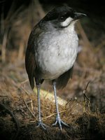 Jocotoco Antpitta - Grallaria ridgelyi