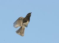 Black Phoebe - Sayornis nigricans