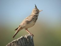 Crested Lark - Galerida cristata