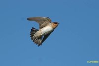 Cave Swallow - Petrochelidon fulva