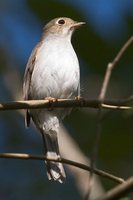 Cuban Solitaire - Myadestes elisabeth