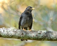 Yellow-legged Thrush - Platycichla flavipes