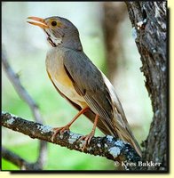 Kurrichane Thrush - Turdus libonyanus