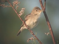 Eastern Olivaceous Warbler - Hippolais pallida