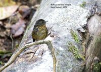 Rufous-vented Niltava - Niltava sumatrana