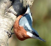 Chestnut-bellied Nuthatch - Sitta castanea