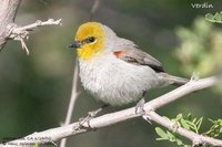 Verdin - Auriparus flaviceps