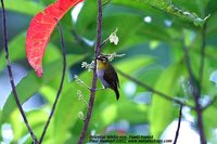 Oriental White-eye - Zosterops palpebrosus