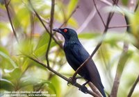 Asian Glossy Starling - Aplonis panayensis