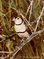 Double-barred Finch - Taeniopygia bichenovii