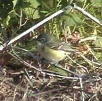 Blue-headed Vireo - Vireo solitarius