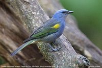 Golden-chevroned Tanager - Thraupis ornata